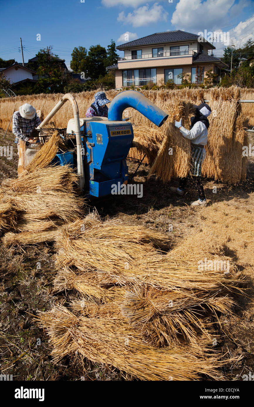 Rice Threshing Japan, Nagano Prefecture Stock Photo