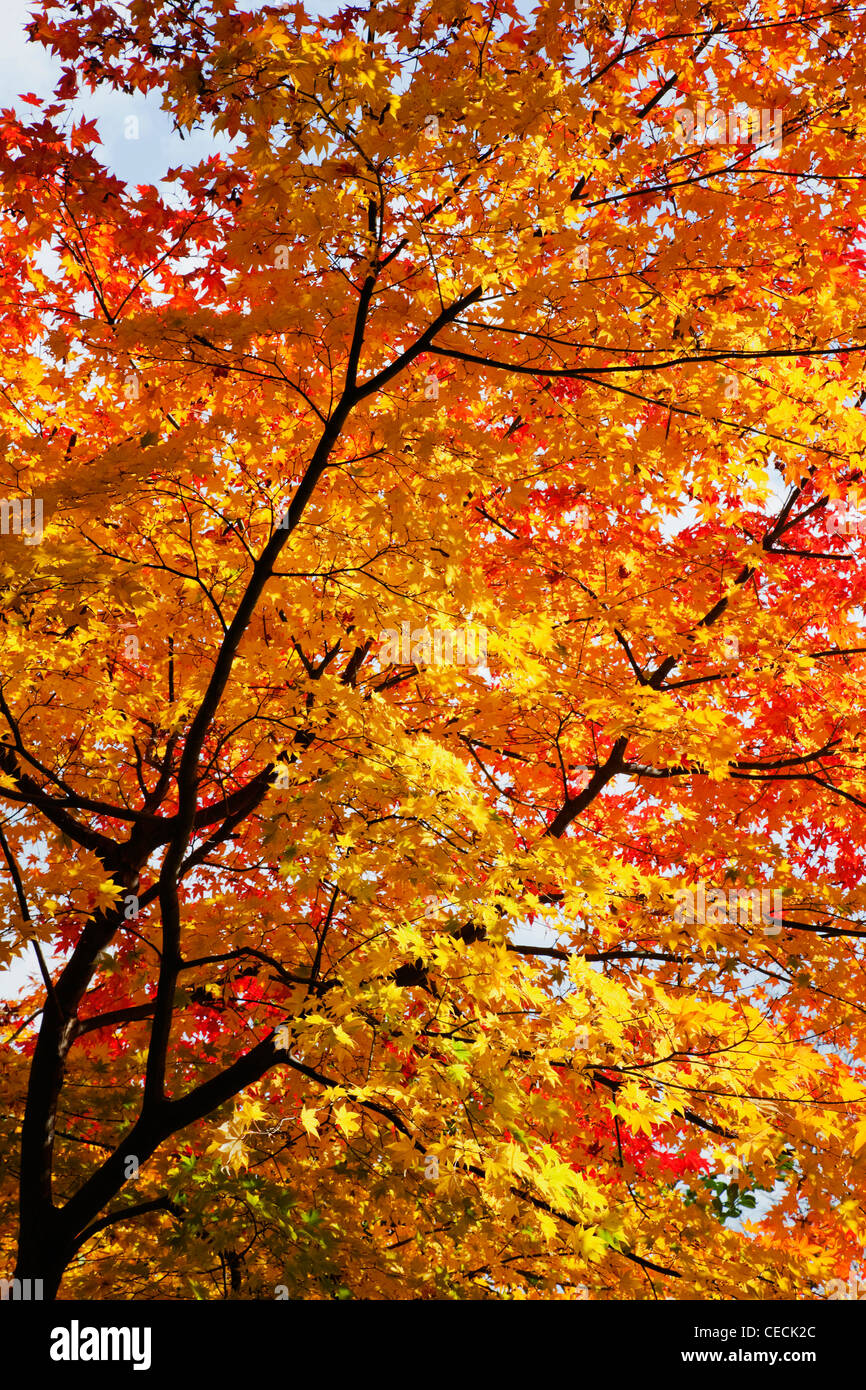 Changing colors hi-res stock photography and images - Alamy
