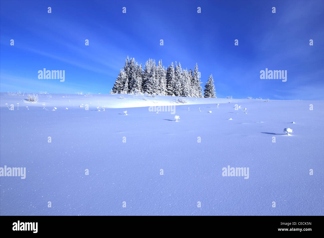 Lone grove of spruce trees surrounded by snow with a bright blue sky. Stock Photo