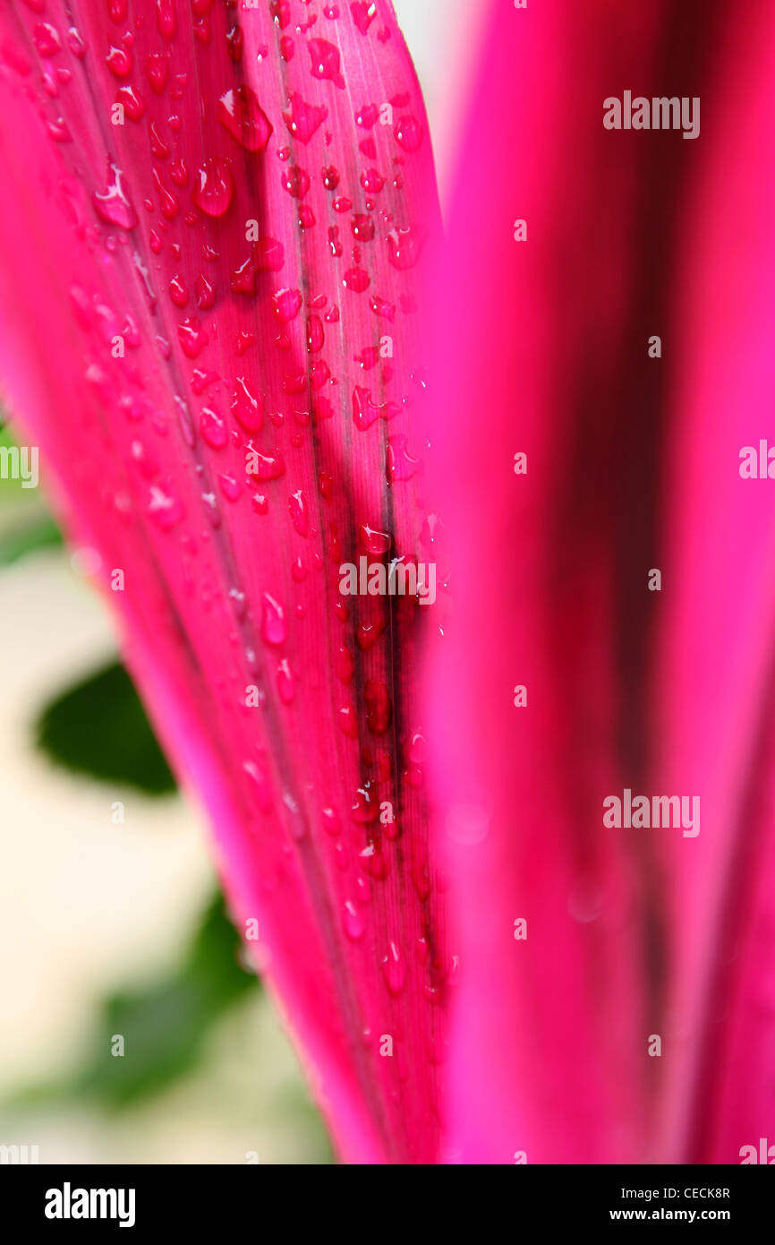 water on the red leaf Stock Photo