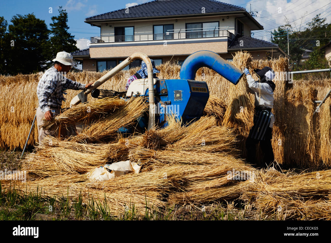 People working a rice threshing machine. Japan,Nagano Prefecture Stock Photo