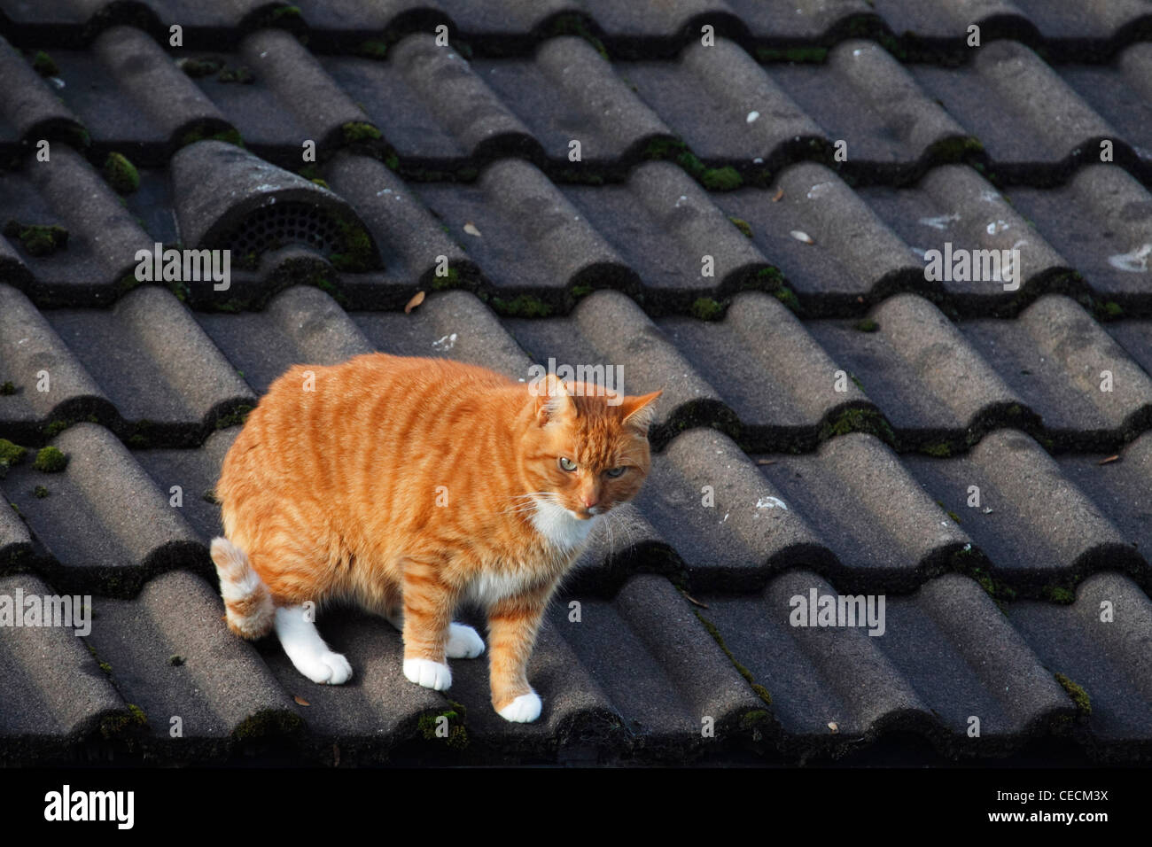 red tabby cat on a roof Stock Photo