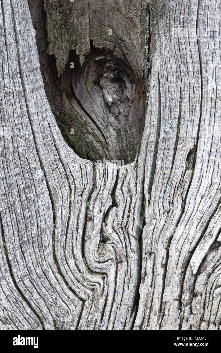 Chestnut wood hires stock photography and images Alamy