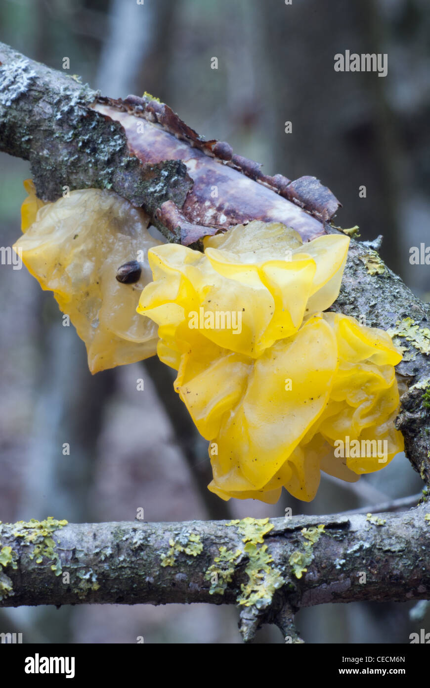 Gelatinous fungi hires stock photography and images Alamy