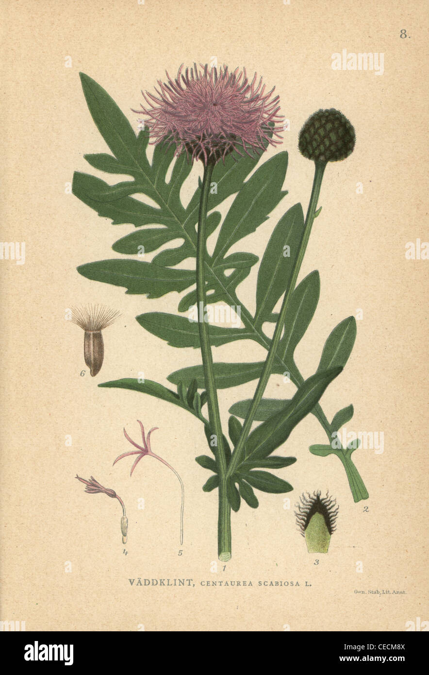 Botanical illustration knapweed hi-res stock photography and images - Alamy