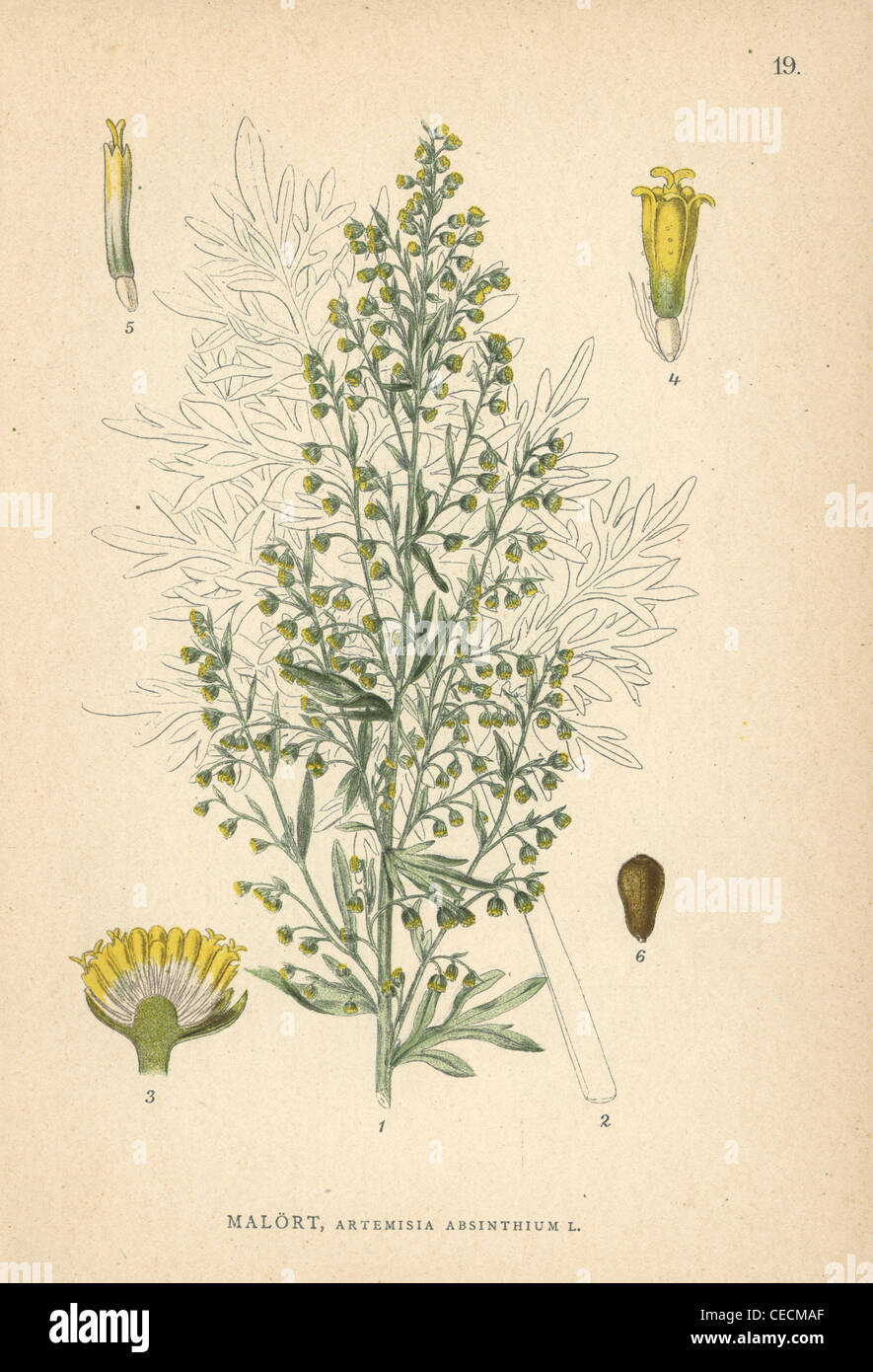 Absinthe wormwood, Artemisia absinthium Stock Photo Alamy