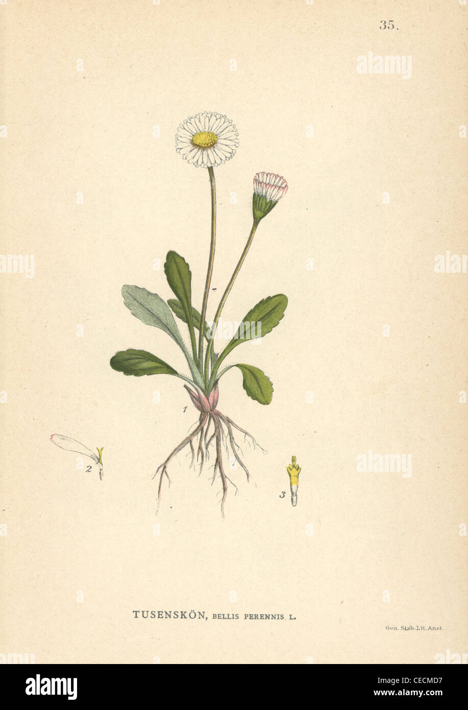 Common daisy, Bellis perennis. Stock Photo