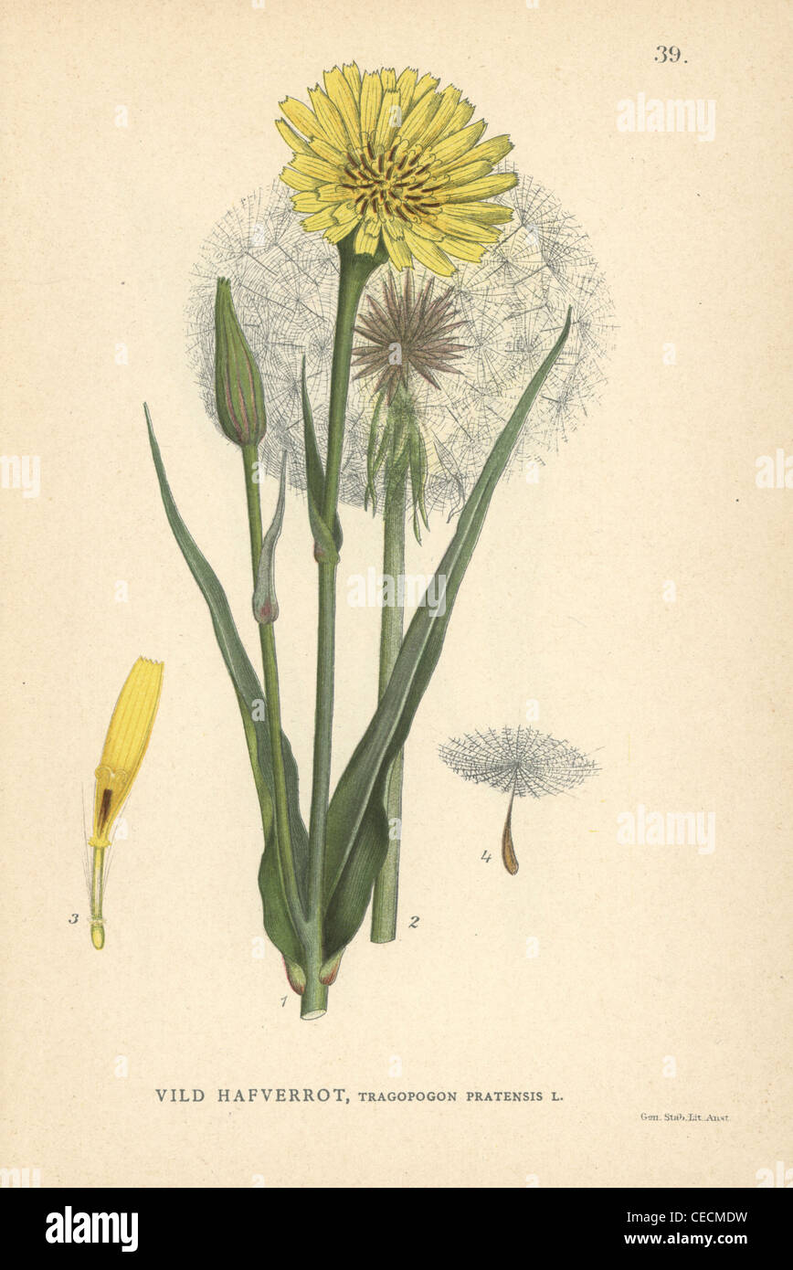 Meadow salsify, Tragopogon pratensis. Stock Photo
