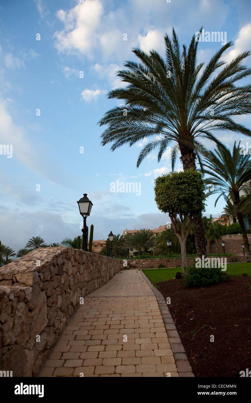 path among the palm trees Stock Photo - Alamy