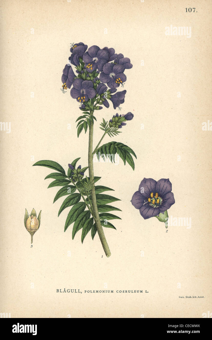 Bambino blue, Polemonium coeruleum. Stock Photo