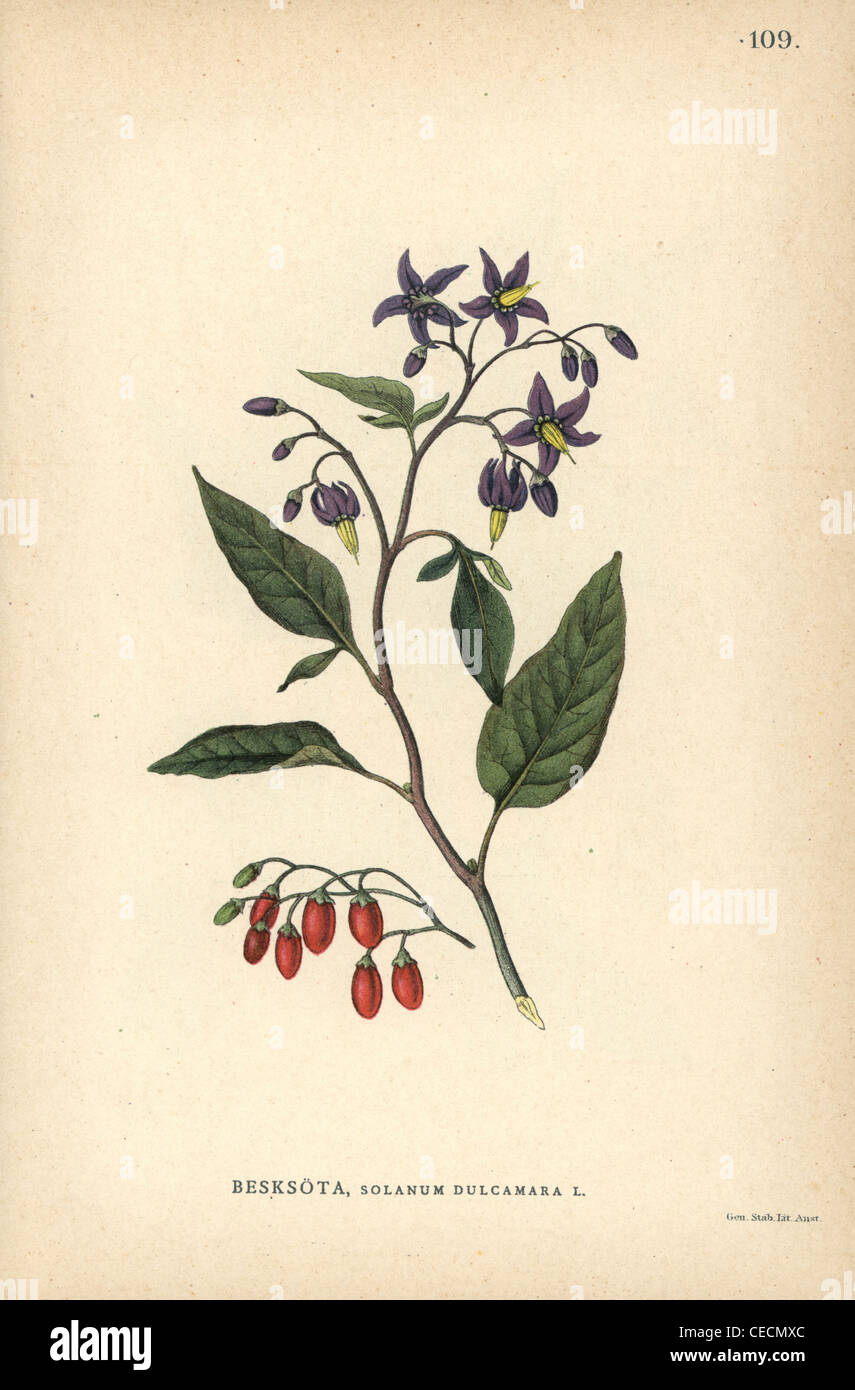 Bittersweet nightshade, Solanum dulcamara. Stock Photo