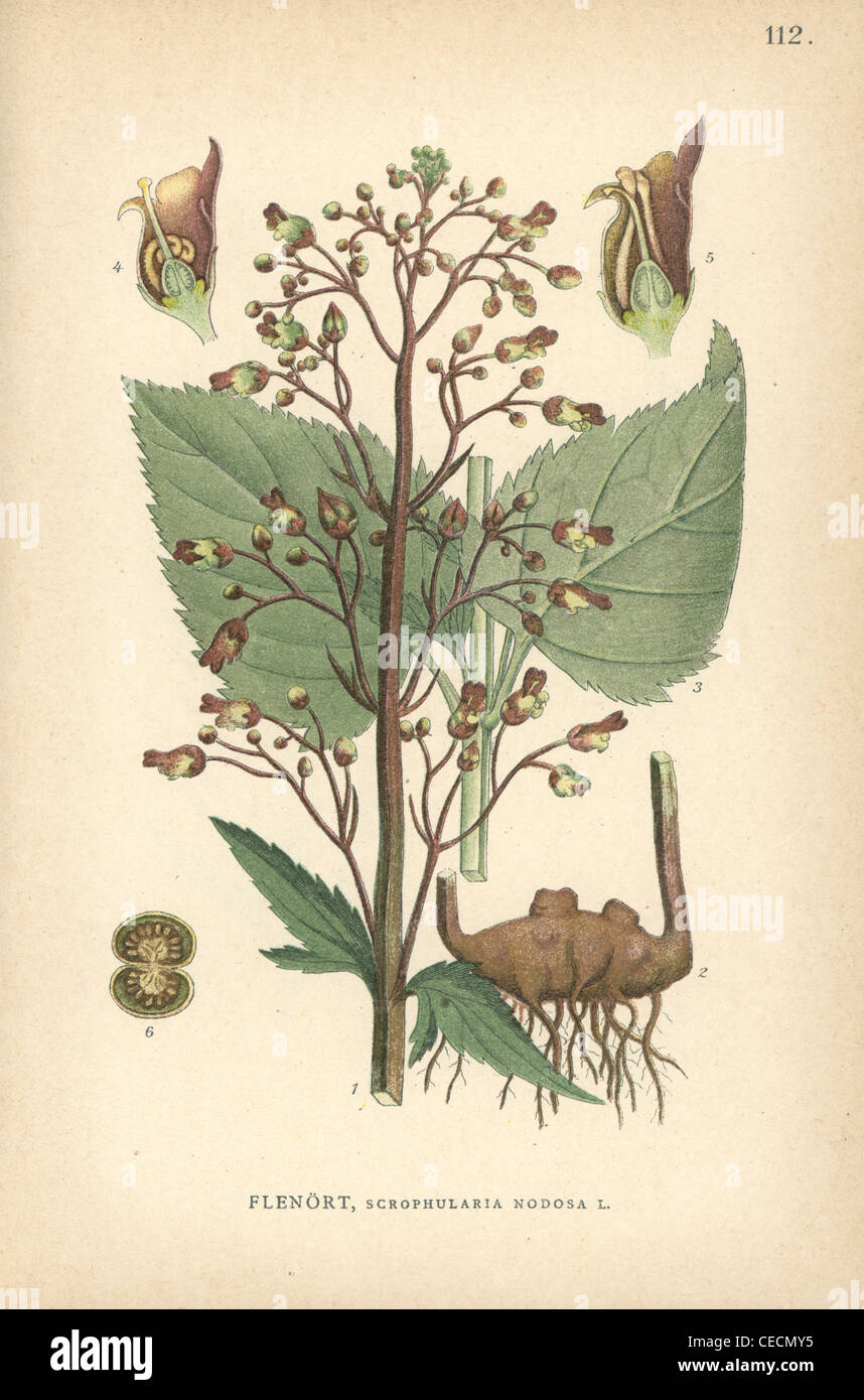 Figwort, Scrophularia nodosa. Stock Photo