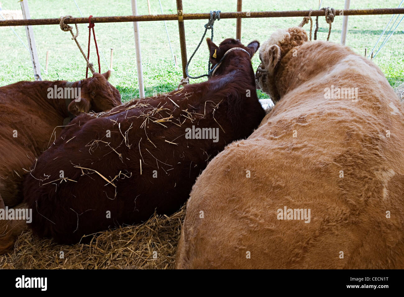 Post Cattle Stock Photos & Post Cattle Stock Images - Alamy