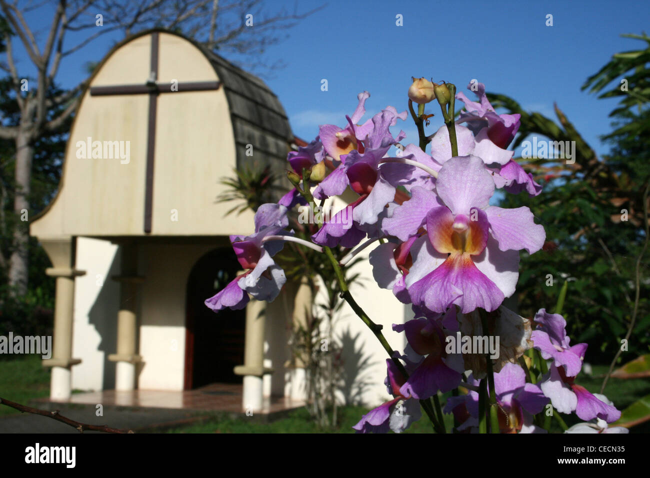 Pink Orchids Flowering Outside Tortuguero Village Church, Costa Rica Stock Photo