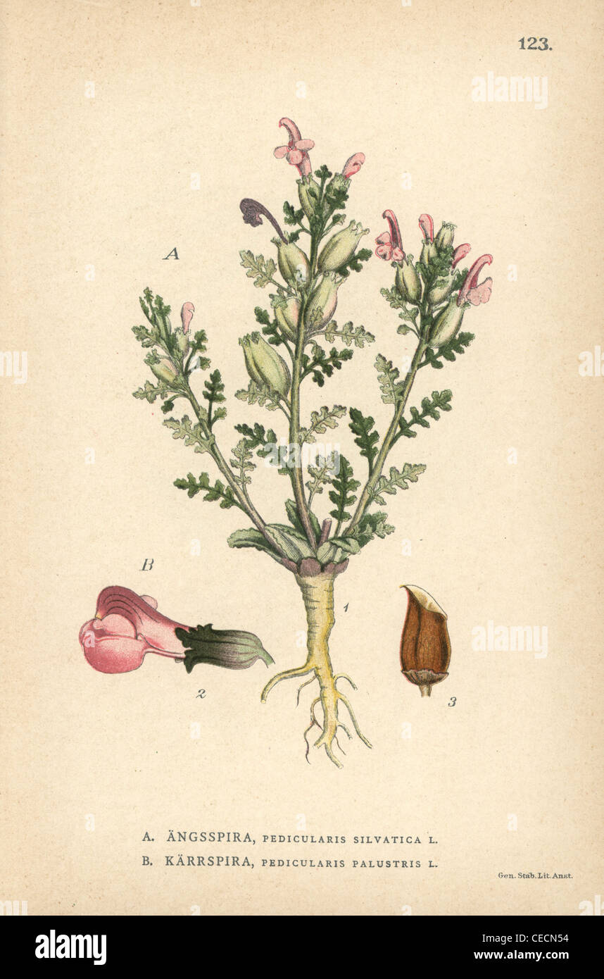 Lousewort, Pedicularis sylvatica, and marsh lousewort, Pedicularis palustris. Stock Photo