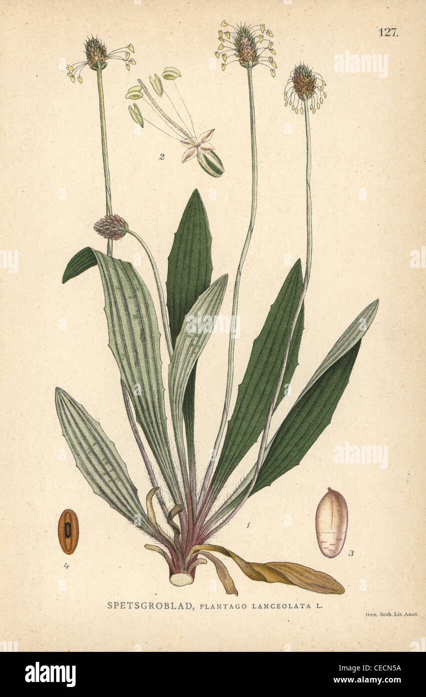 Ribwort plantain, Plantago lanceolata. Stock Photo