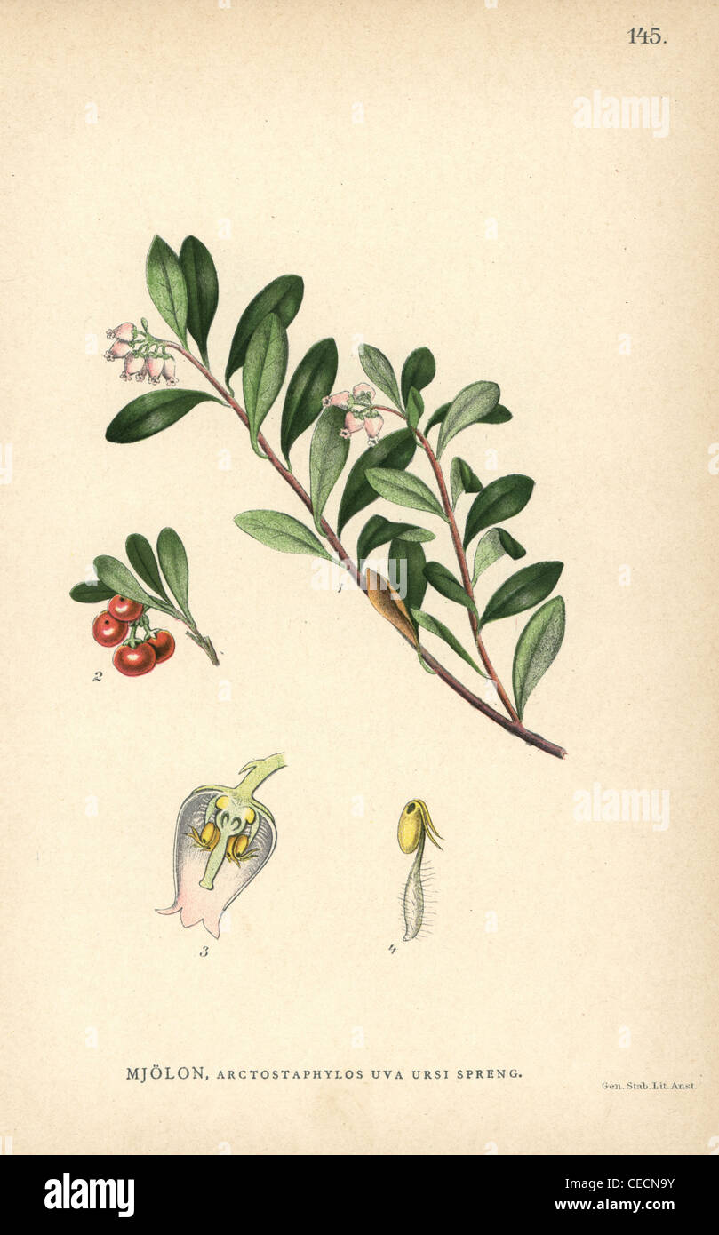Bearberry, Arctostaphylos uva-ursi Spreng. Stock Photo