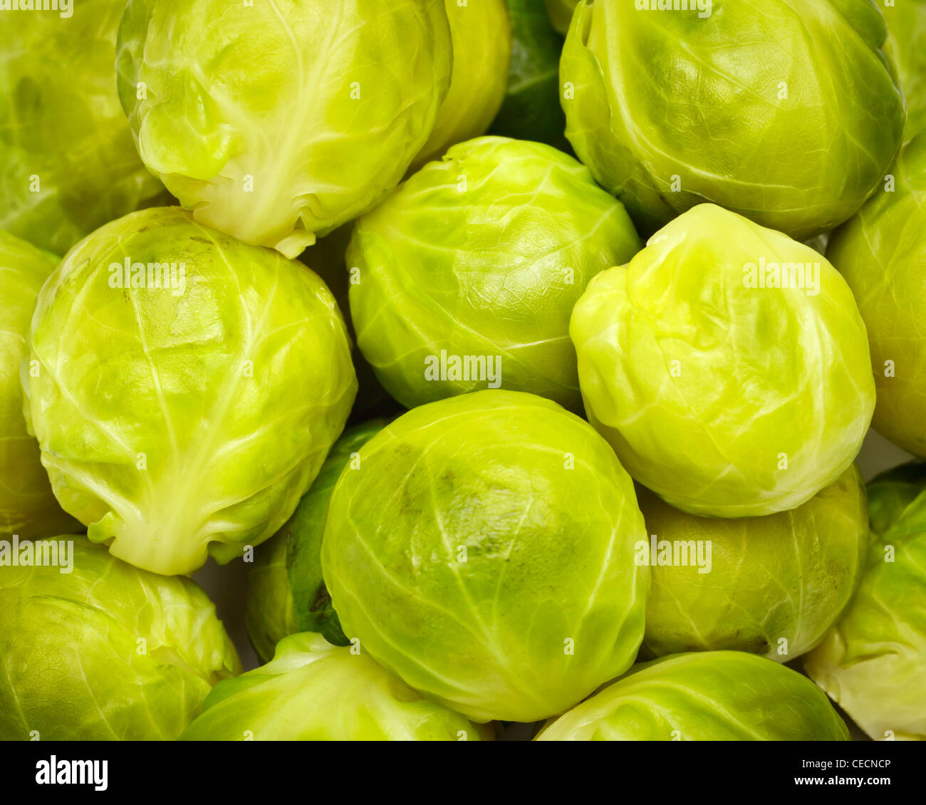 Cooked sprouts close up macro Stock Photo