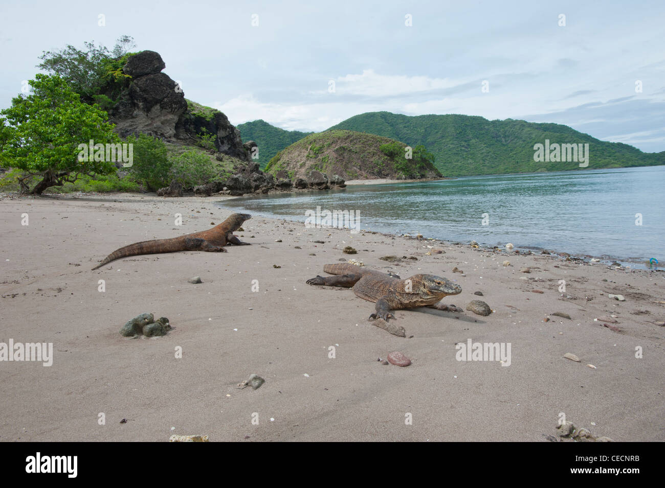 A couple of Komodo Dragon, varanus komodoensis, taking a rest on the beach of Rincah in the Komodo National Park, Indonesia Stock Photo