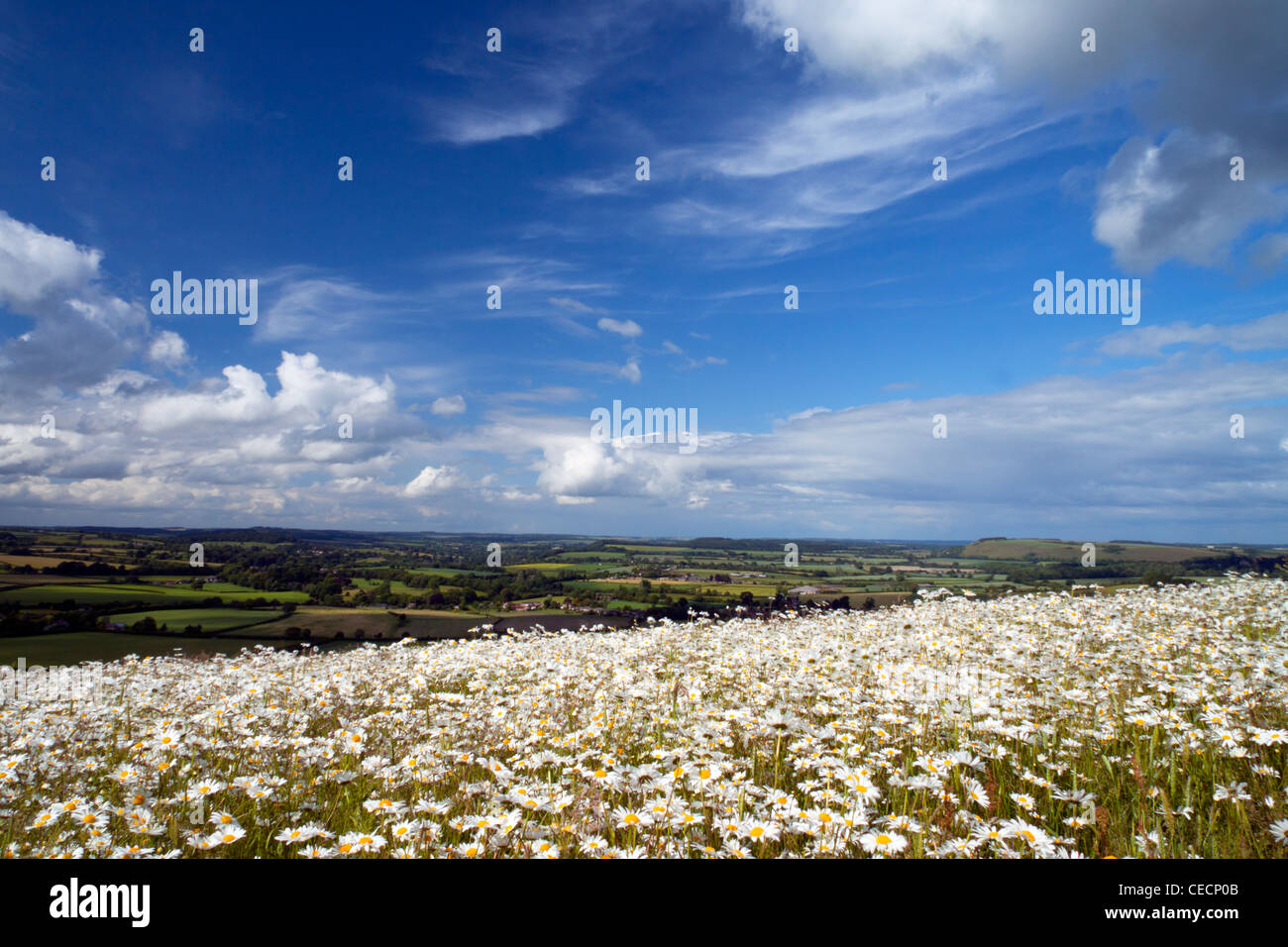 A field of ox-eye daisies on Charlton Down in Wiltshire. Stock Photo