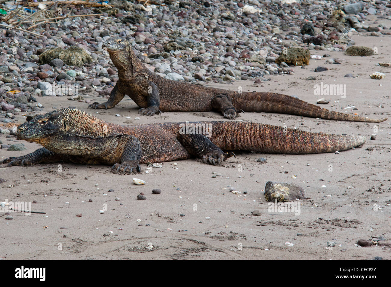 A couple of Komodo Dragon, varanus komodoensis, taking a rest on the beach of Rincah in the Komodo National Park, Indonesia Stock Photo