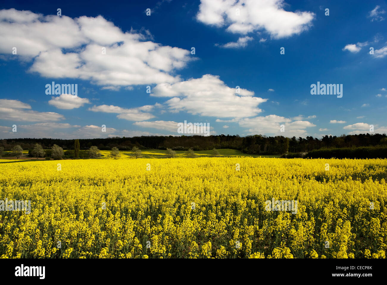 View across fields of oil seed rape. Trees in the distance are full of spring blossom. Stock Photo