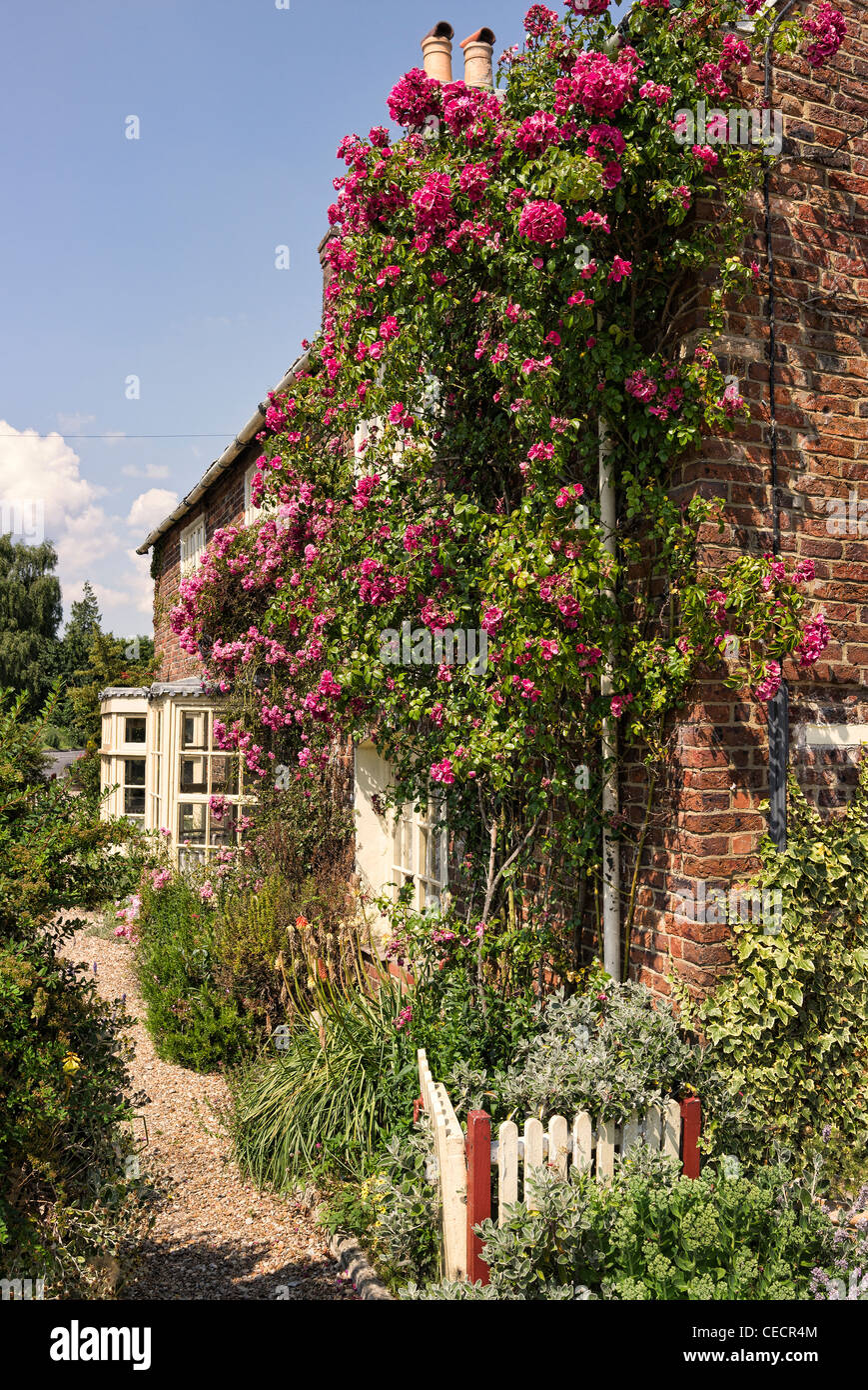Pink climbing roses adorn a Dorset cottage England UK Stock Photo