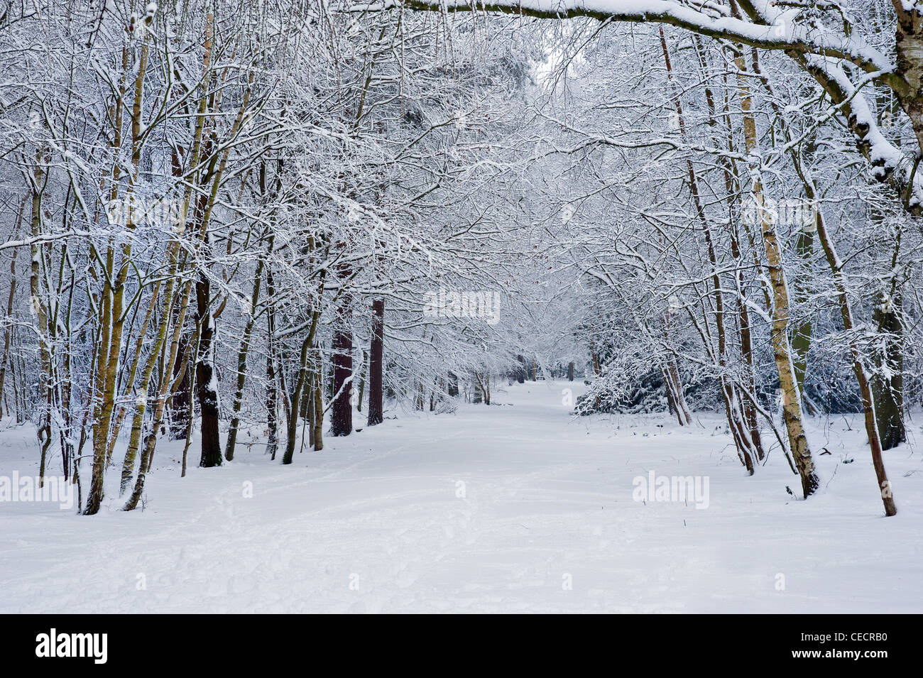 Woodlands in snow Stock Photo - Alamy