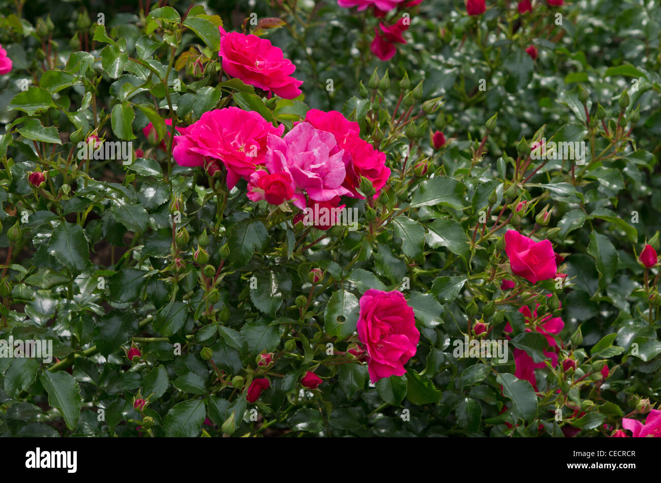Modern shrub rose Flower Carpet Stock Photo