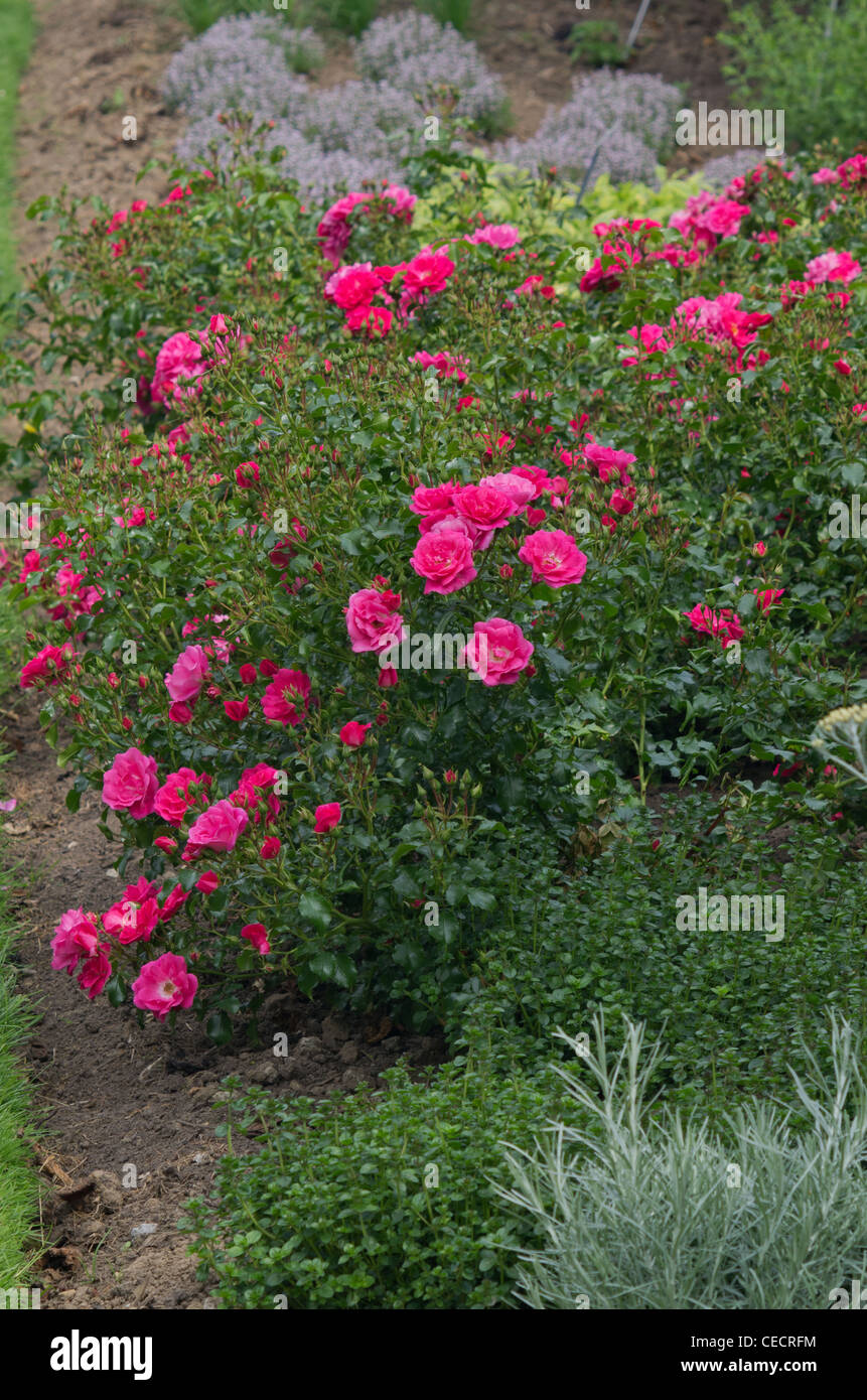 Modern shrub rose Flower Carpet Stock Photo