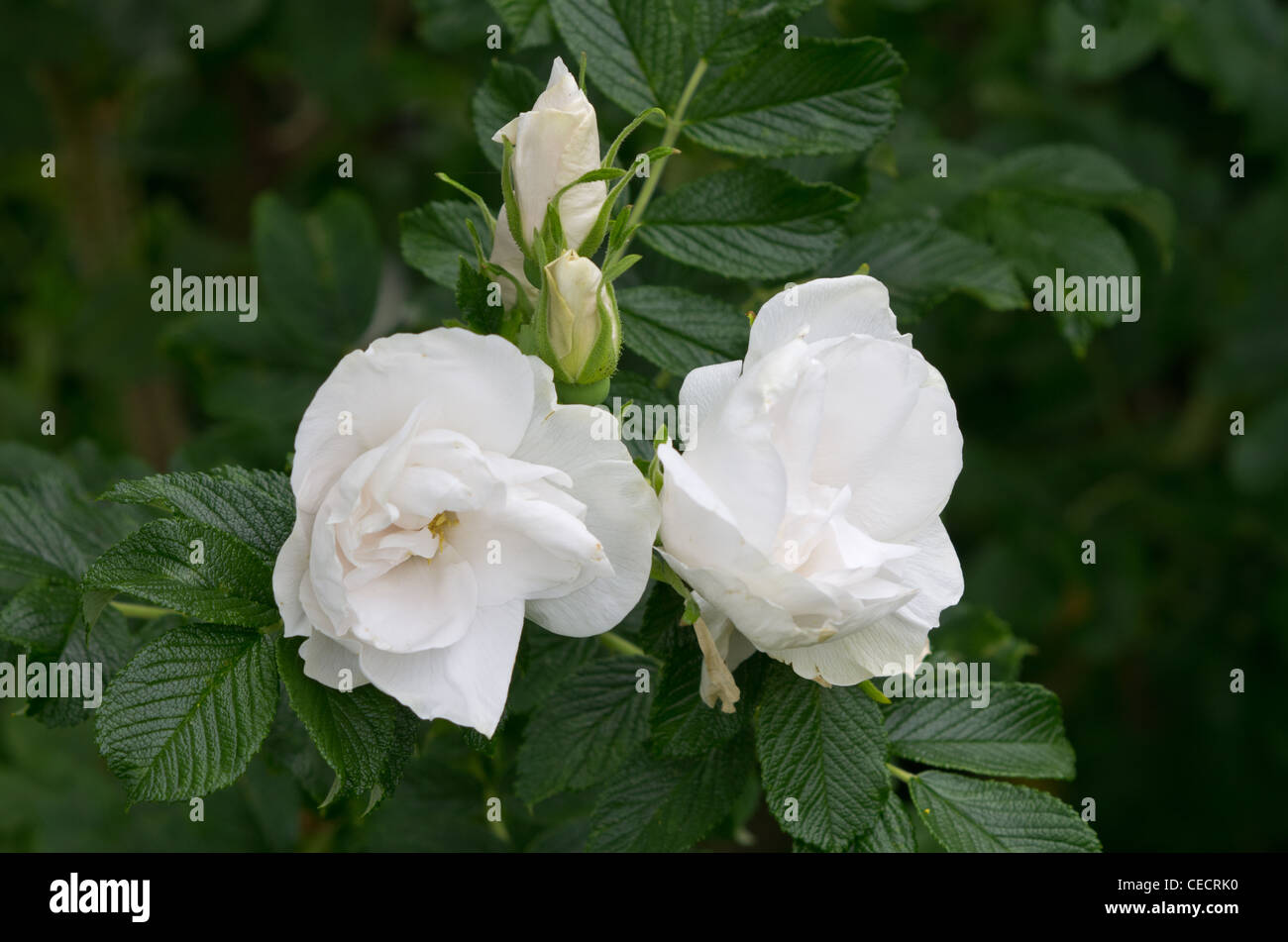 Rosa double de coubert hi-res stock photography and images - Alamy