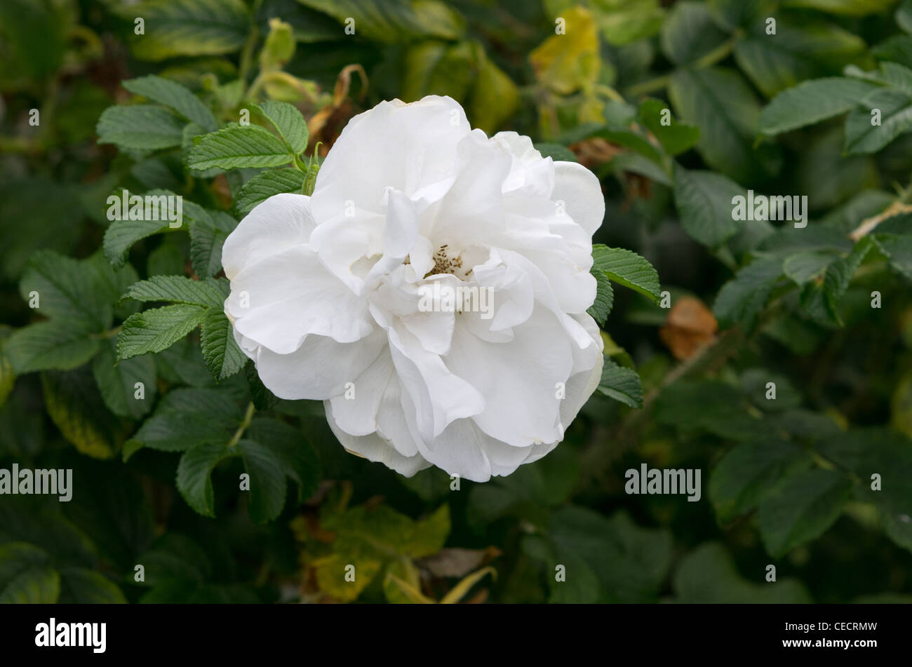Blanc Double De Coubert rose Stock Photo - Alamy