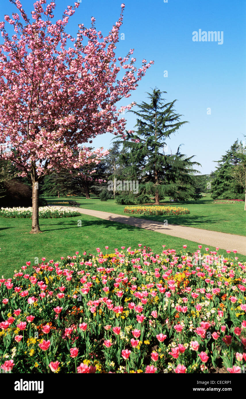 England, London, Greenwich Park, Spring Flowers Stock Photo Alamy