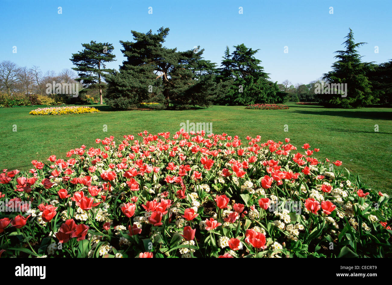 England, London, Greenwich Park, Spring Flowers Stock Photo Alamy