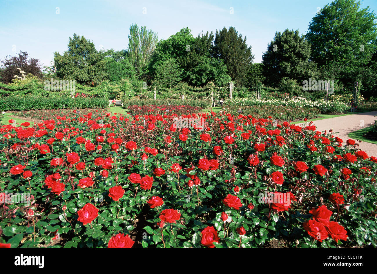 England, London, Regents Park, Queen Mary's Gardens, Rose Gardens Stock Photo