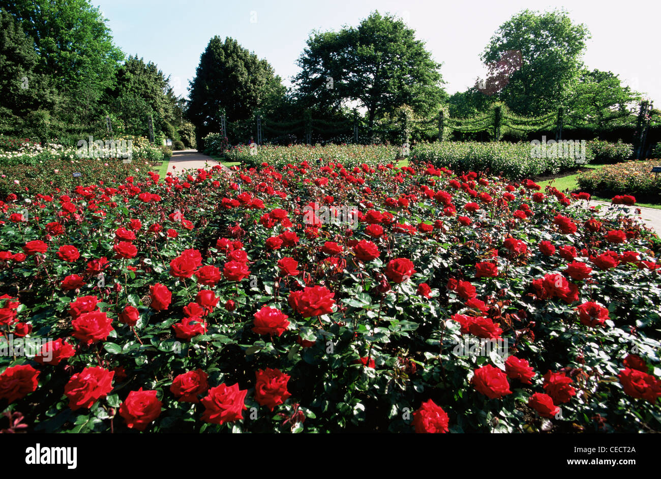 England, London, Regents Park, Queen Mary's Gardens, Rose Gardens Stock Photo