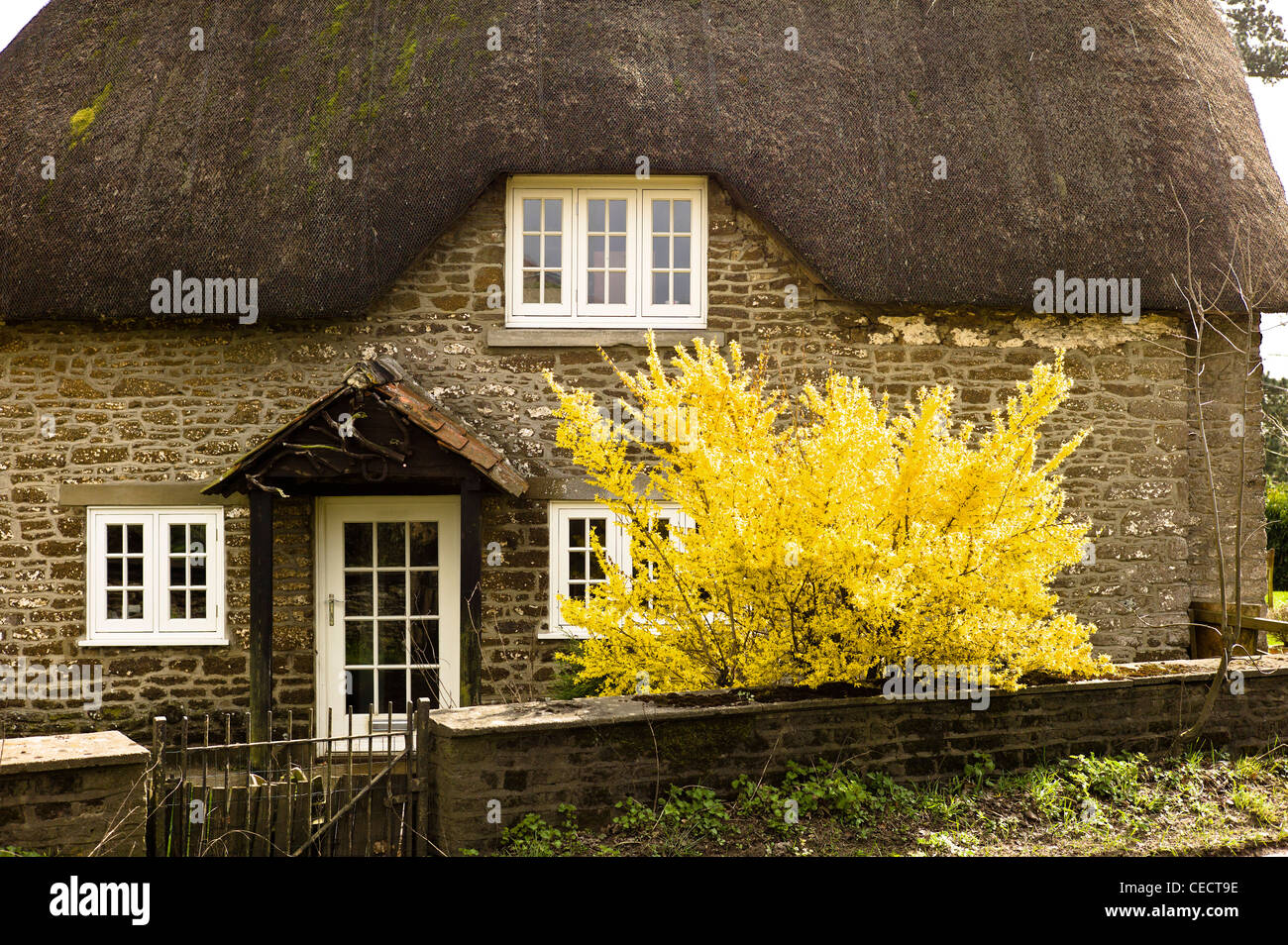 Forsythia blossom in small garden with thatched cottagecopy space& Stock Photo