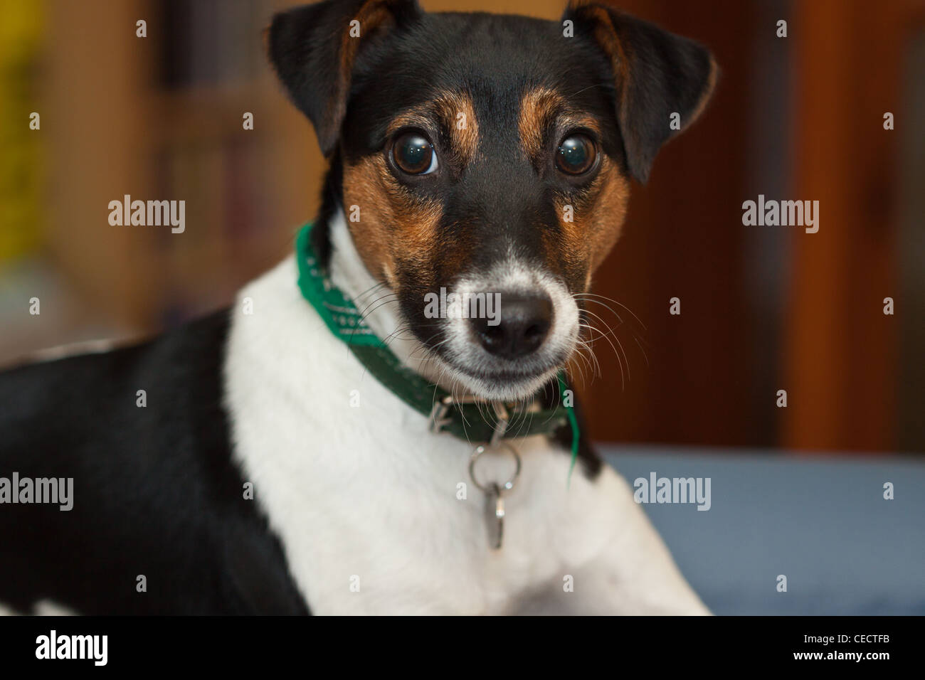 jack russell tri color