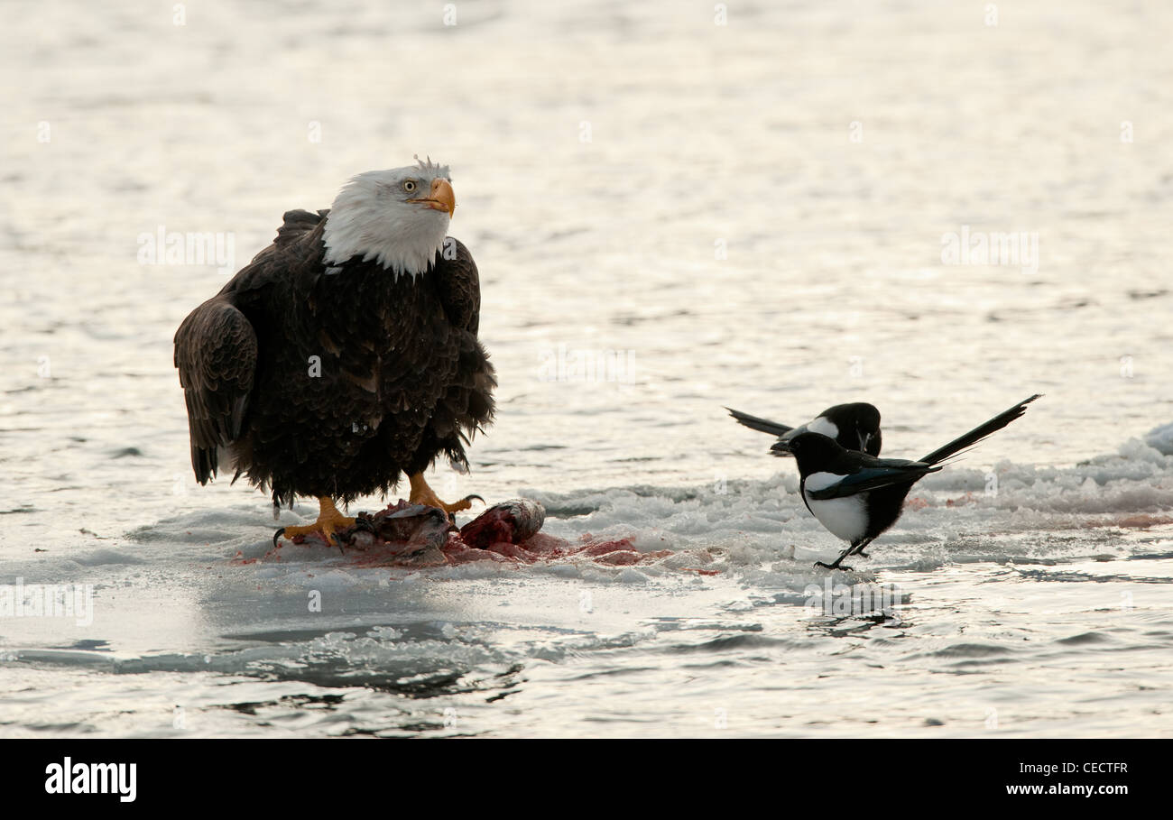 Eating Bald Eagle Stock Photo - Alamy