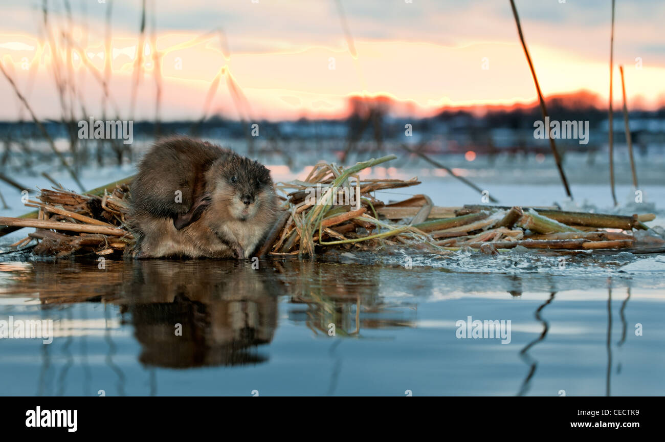 A muskrat (Ondatra Zibethicus) on a decline on the brink of ice at a feeding place Stock Photo
