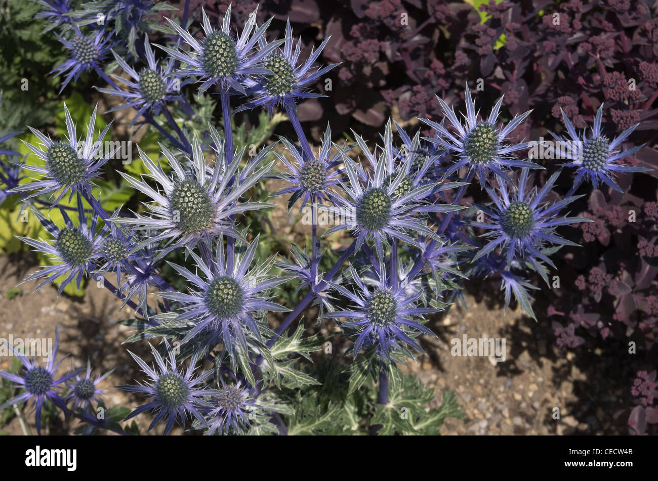 Eryngium Jos Eijking Stock Photo Alamy