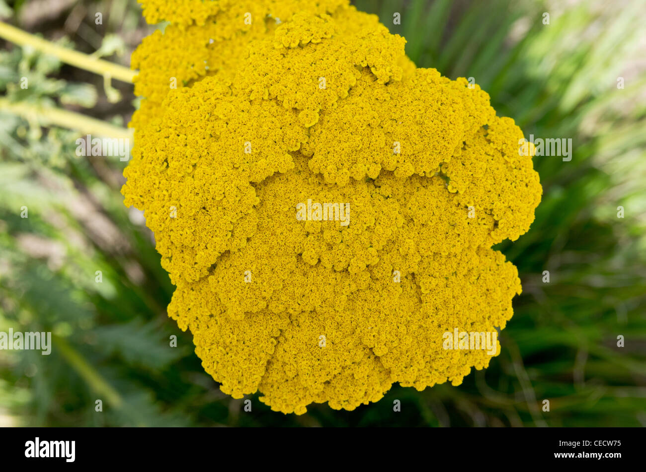 Achillea filipendulina Gold Plate Stock Photo