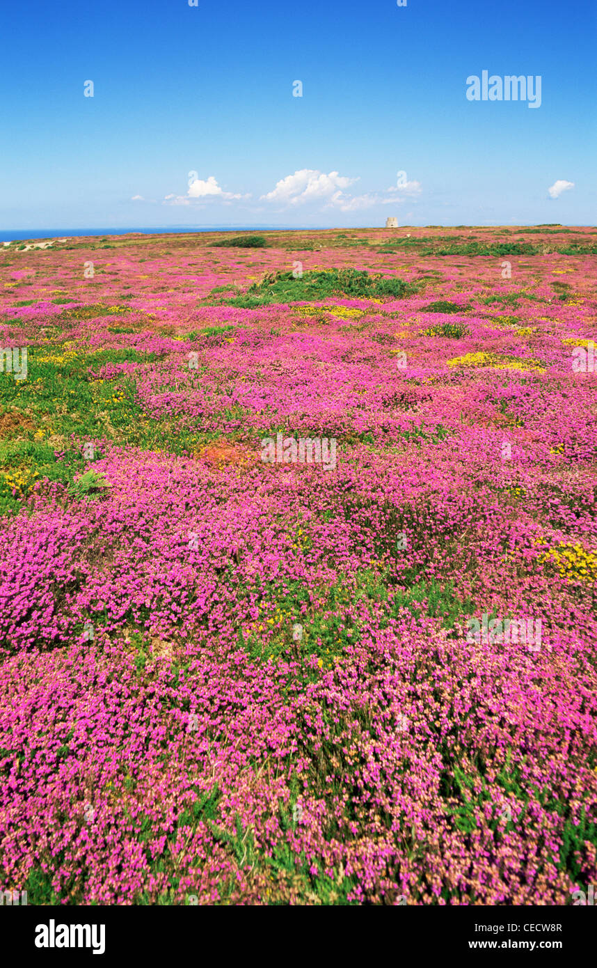 United Kingdom, Great Britain, Channel Islands, Jersey, Wild Flowers, Patterns of Heather and Gorse in full Bloom Stock Photo