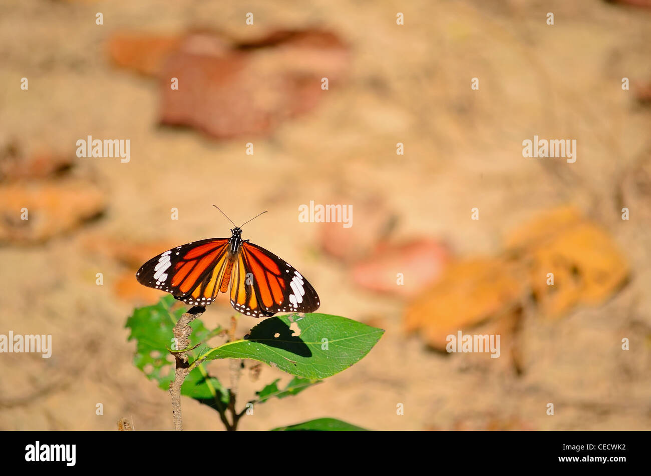 Danaus genutia/The Striped Tiger (Common Tiger) butterfly Stock Photo