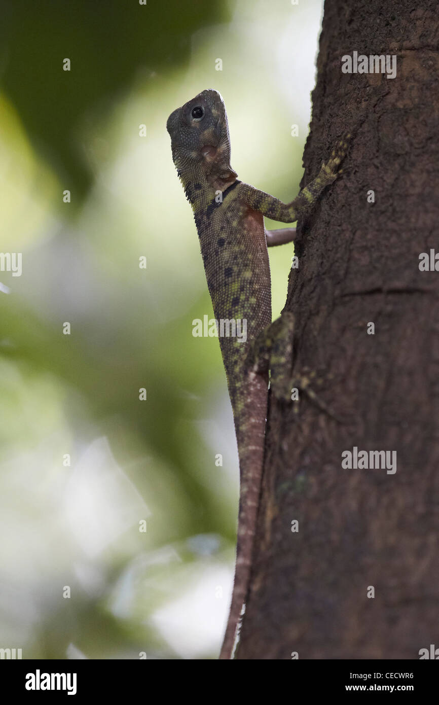 Collared Tree Runner Lizard, Tropidurus plica, clinging to tree trunk