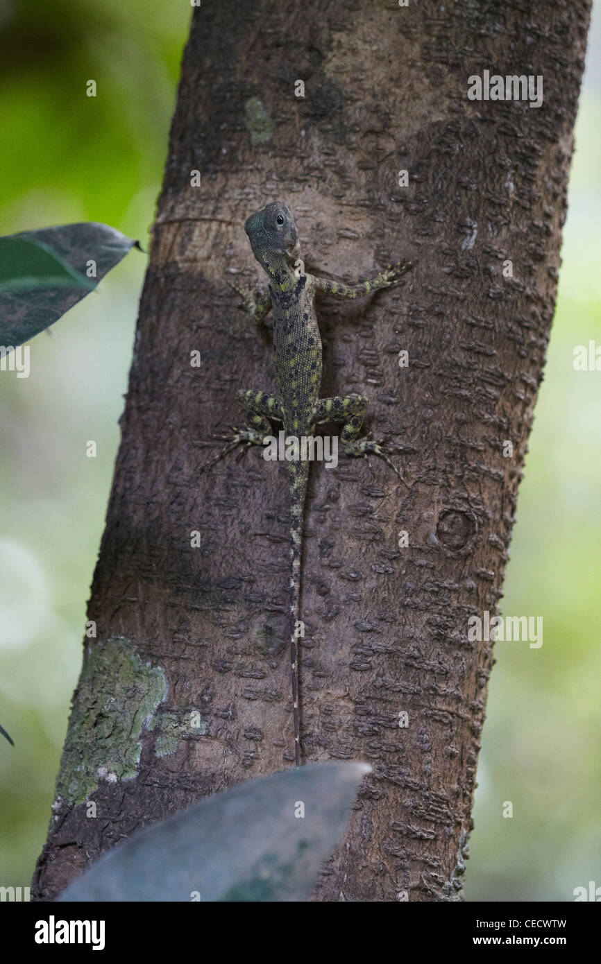 Plica hires stock photography and images Alamy