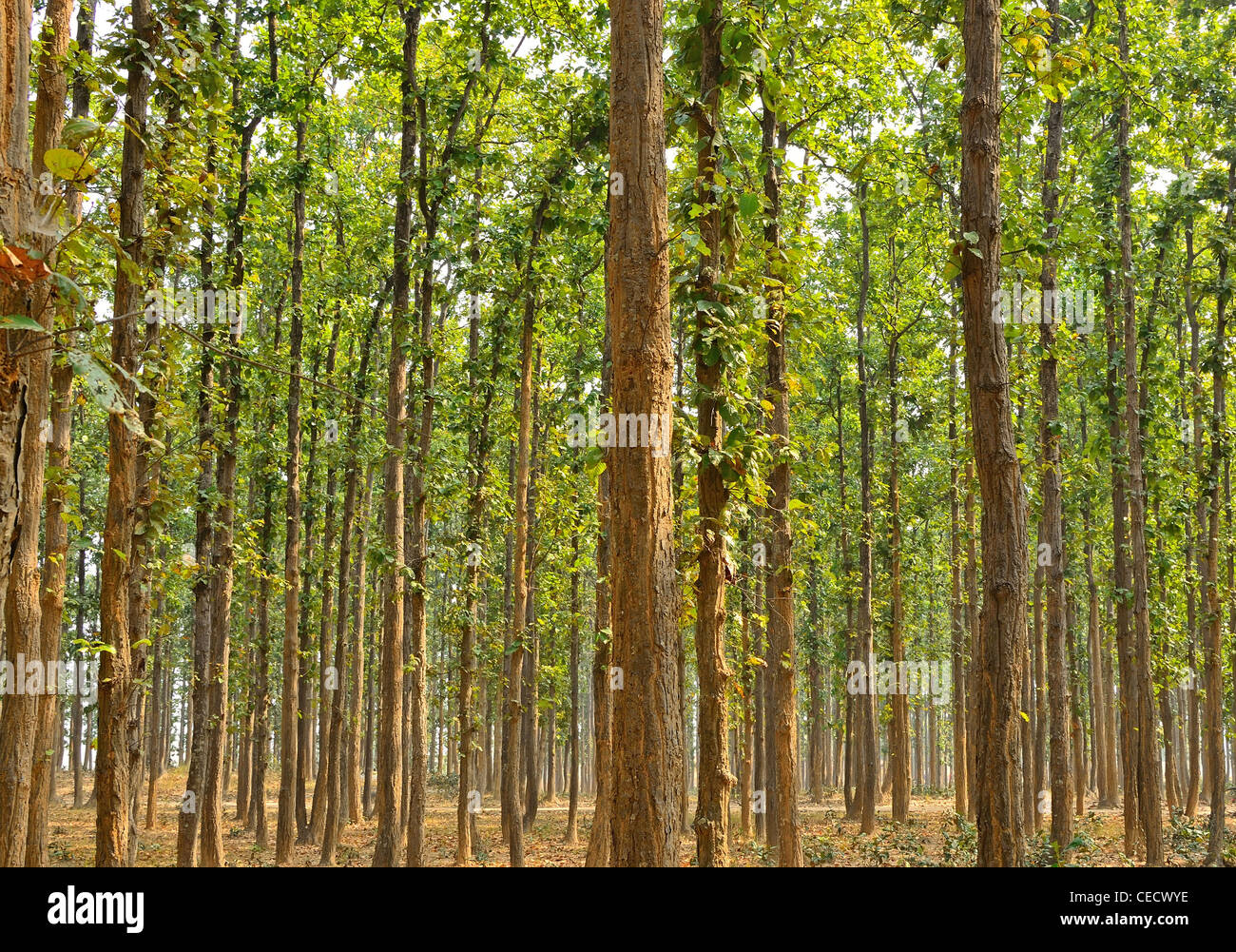 Shorea robusta hi-res stock photography and images - Alamy