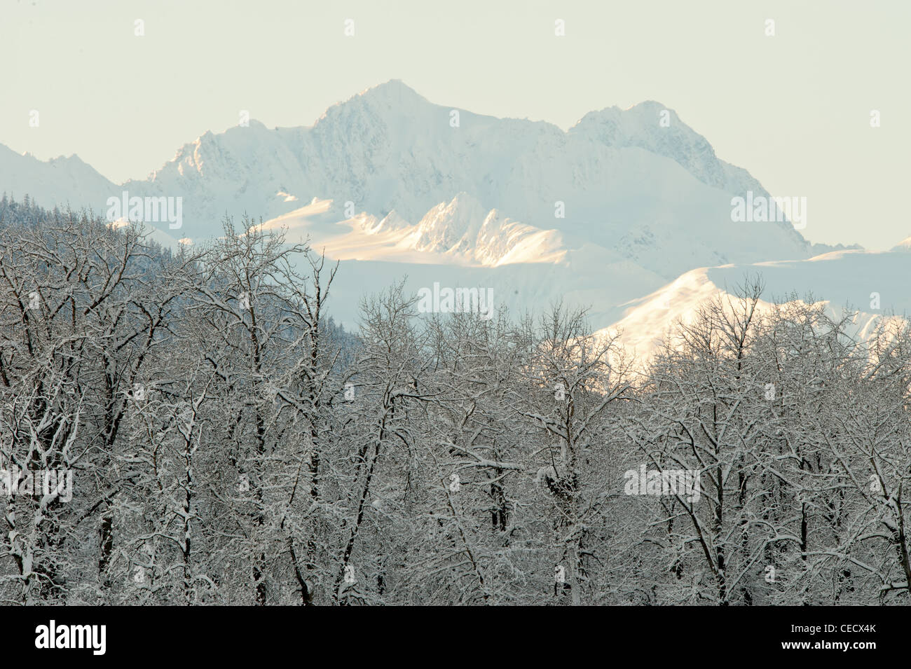 White mountains forest preserve hi-res stock photography and images - Alamy