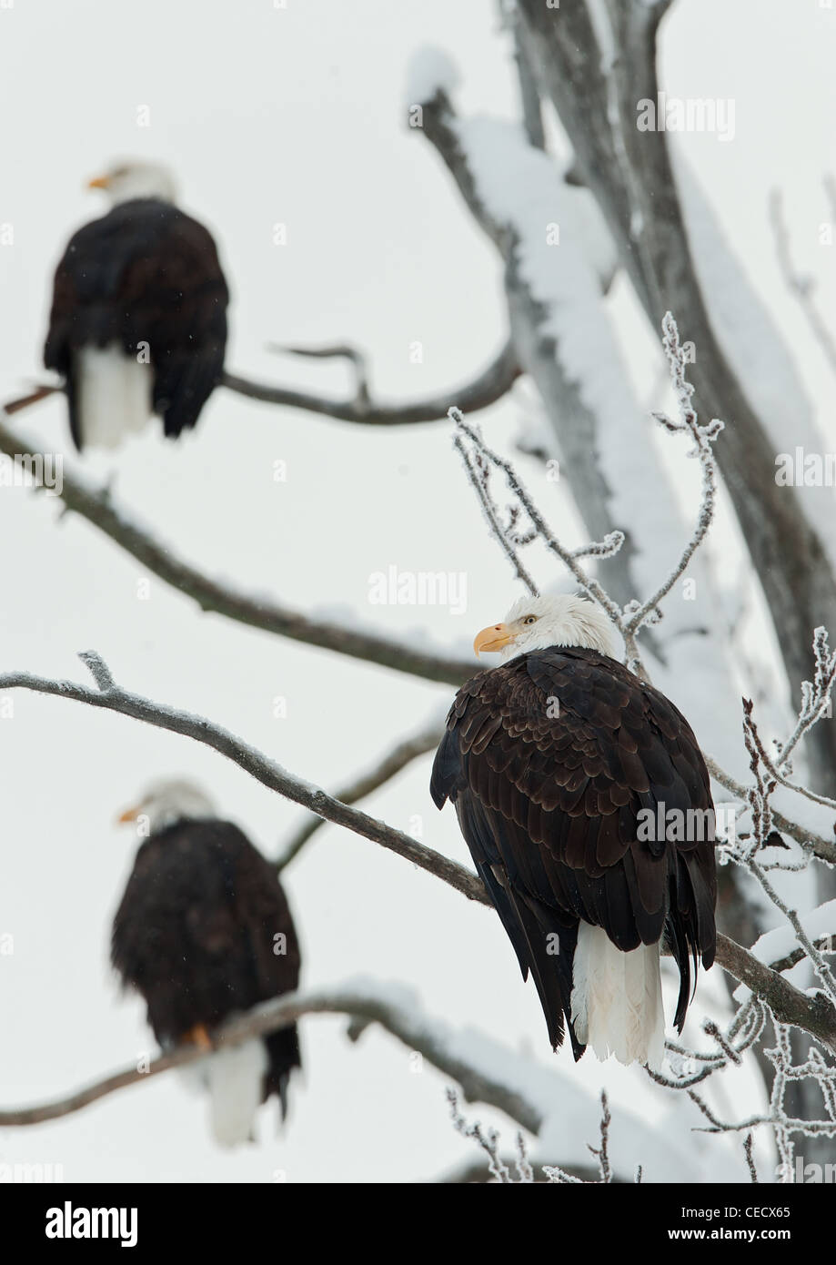 Three Bald Eagles (Haliaeetus leucocephalus) sit on snow-covered branches of a tree Stock Photo