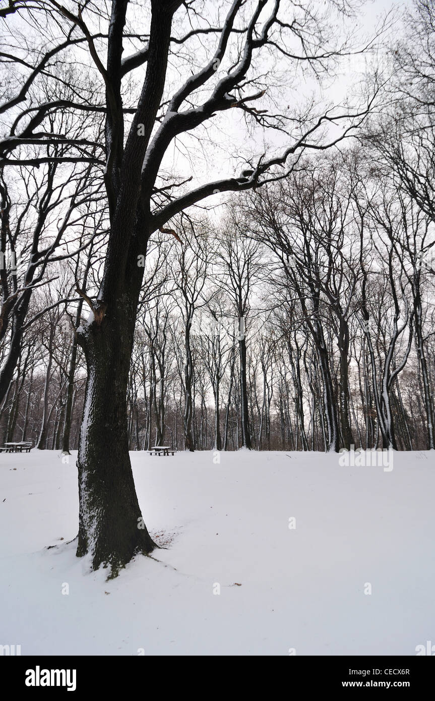 Winter in forest landscape with tree and snow Stock Photo - Alamy